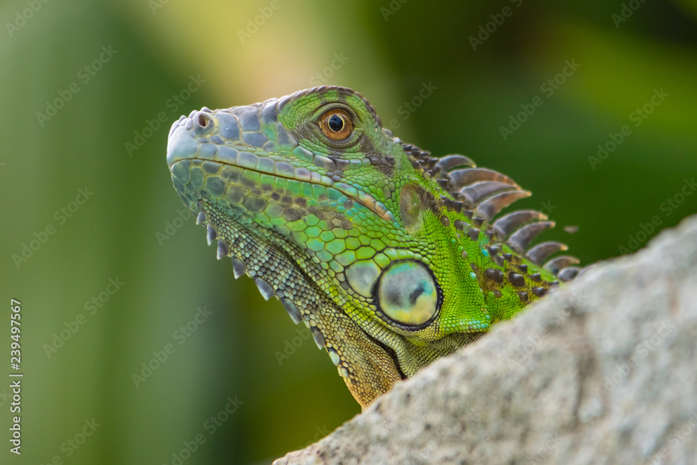 Fototapeta premium head of a green iguana