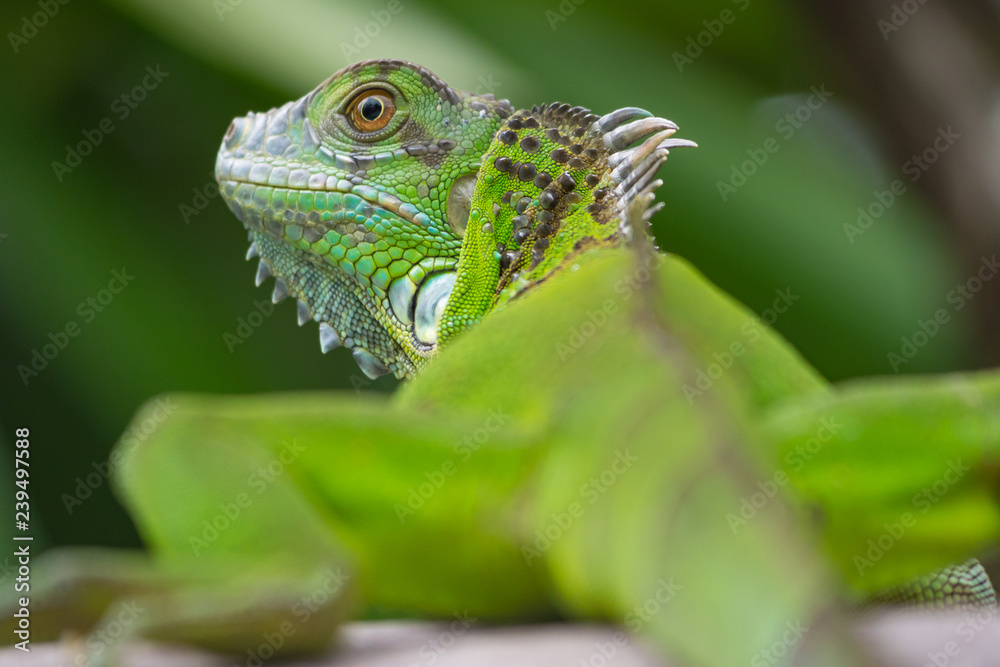 Obraz premium green iguana from behind
