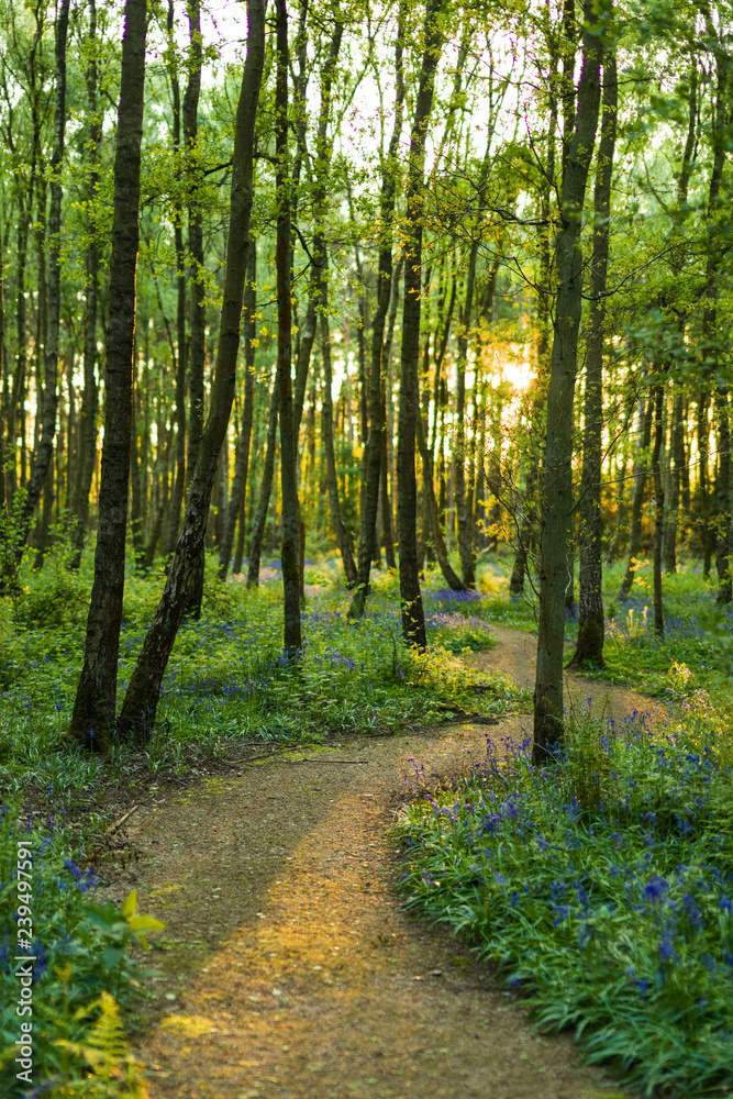 Fototapeta premium The sun shines through a forest of trees which line a winding path with bluebells along the ground in Spring (Hyacinthoides non-scripta)