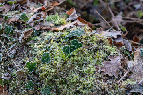 Growing on a fallen tree.