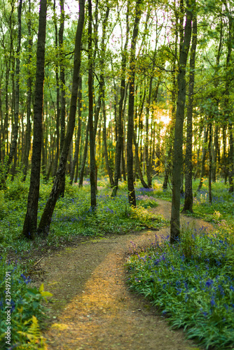 The sun shines through a forest of trees which line a winding path with bluebells along the ground in Spring  Hyacinthoides non-scripta 