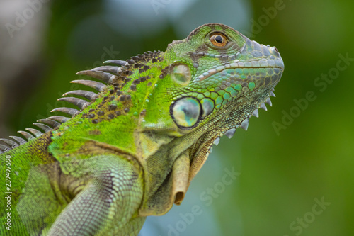 side portrait of green iguana