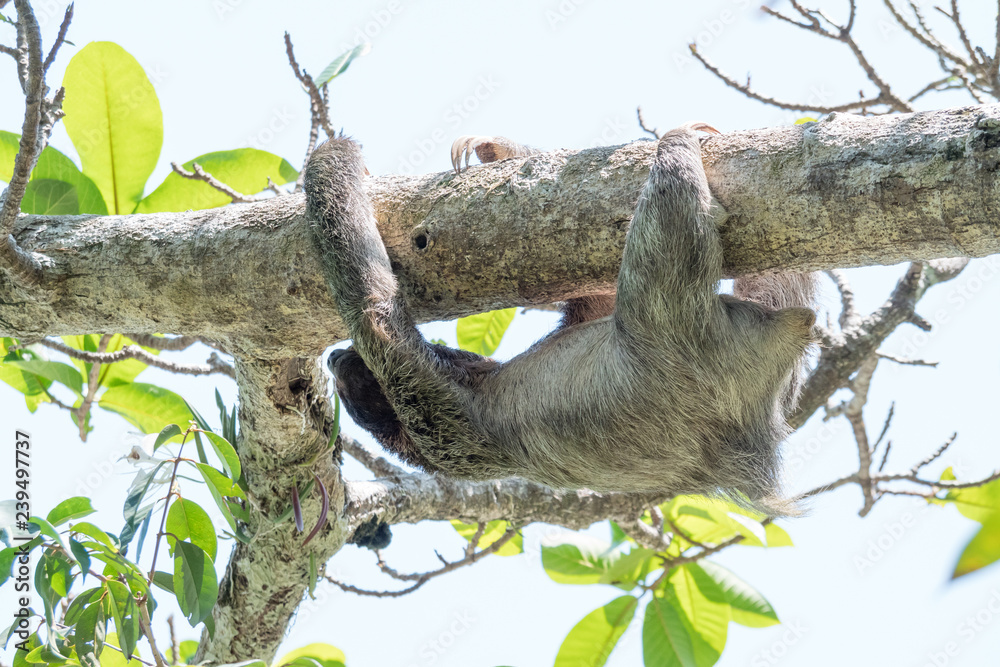 Sloth moves slowly on the tree Sloth moves slowly on the tree