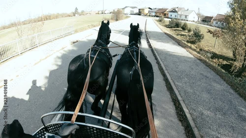Person POV steering two horses driving the carriage 4K. Person point of view holding reins and steering two black horses on the road on a bright sunny day.