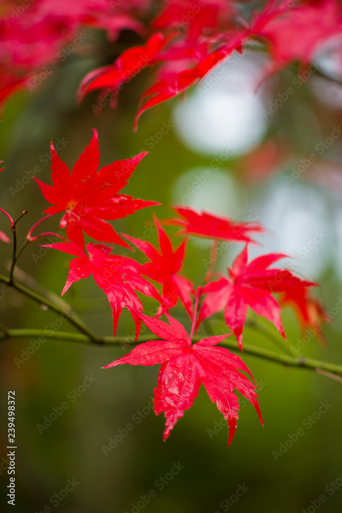 Japanese Maple (Acer palmatum) in Autumn colours, United Kingdom Japanese Maple (Acer palmatum) in Autumn colours, United Kingdom