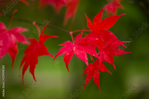 Japanese Maple  Acer palmatum  in Autumn colours  United Kingdom