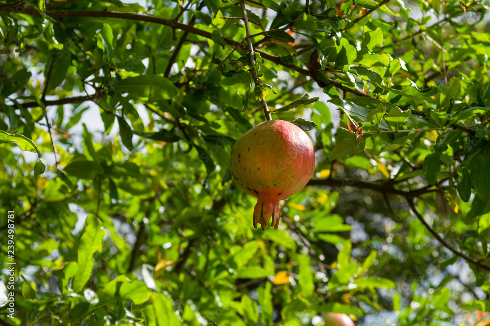 A single pomegrant fruit (Punica granatum) growing on tree, Kenya, East Africa A single pomegrant fruit (Punica granatum) growing on tree, Kenya, East Africa