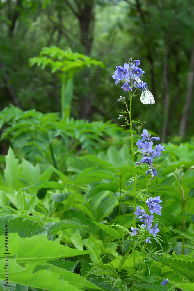 Aporia crataegi butterflies on the flower Aporia crataegi butterflies on the flower
