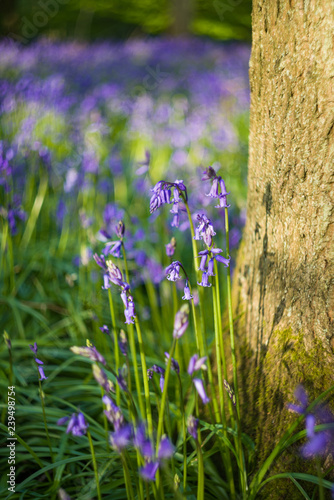 Bluebell flowers  Hyacinthoides non-scripta  growing in shaded forest in Spring  United Kingdom