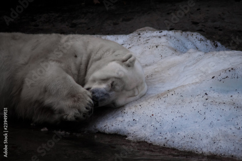 sad polar bear lying on a piece of snow, a symbol of global warming and Arctic issues