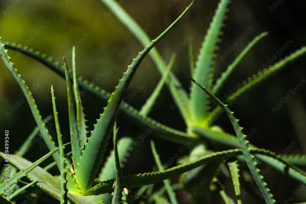 Aloe Vera evergreen perennial plant in sunlight Aloe Vera evergreen perennial plant in sunlight