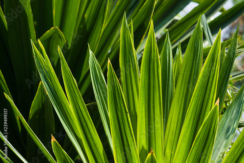 Sisal Plant (Agave Sisalana) Leaves In Sunlight