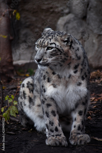 A snow leopard with sleek white-black fur sits on the ground.