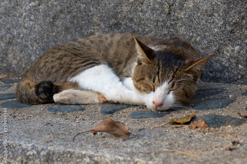 Canvas-taulu Sleeping alley cat on the street