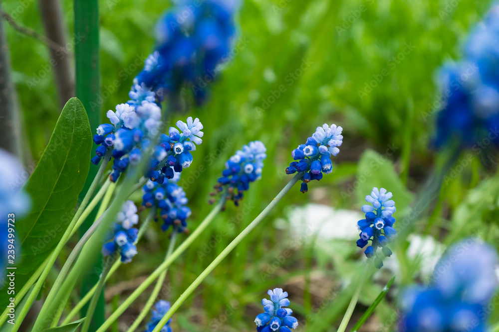 Hyacinth mouse, beautiful blue flower Hyacinth mouse, beautiful blue flower