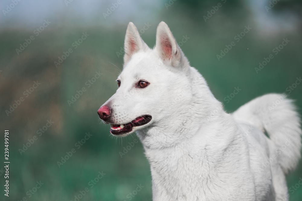 West Siberian Like White dog