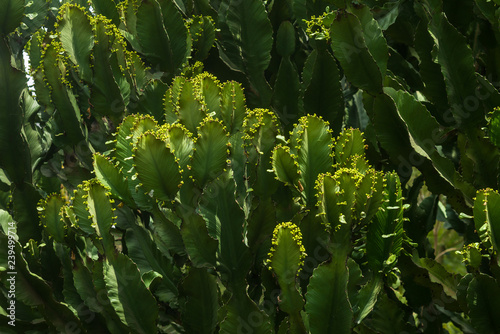 Candelabra tree (Euphorbia candelabrum) branches, Nairobi, Kenya photo