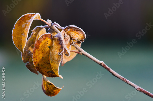 Ice crystals on frozen yellow brown leaves of a frosted apple tree branch, Gravensteiner Malus Domestica, in the winter morning sun. photo