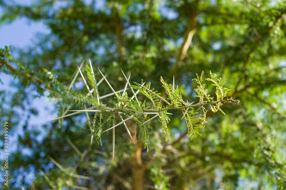 African Acacia Tree Leaves