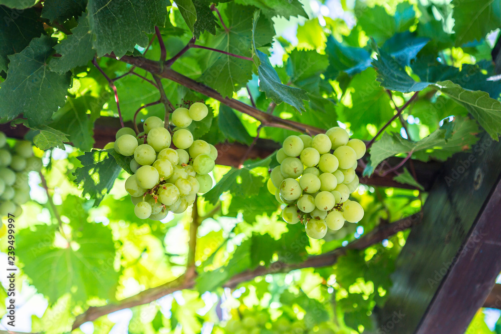 Bunches of ripe grapes in a vineyard. Bunches of ripe grapes in a vineyard.