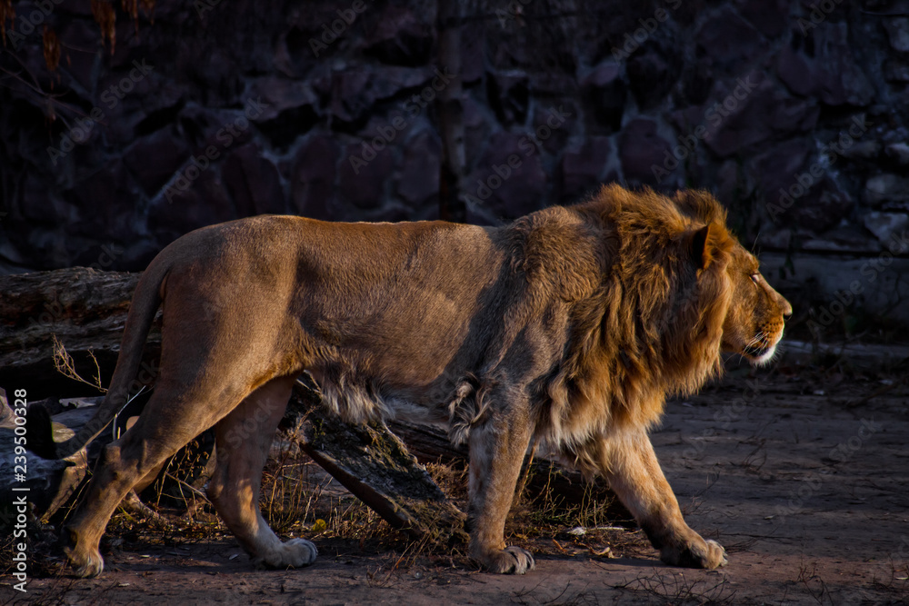 Obraz premium Indian (Asian) lion male with mane comes,