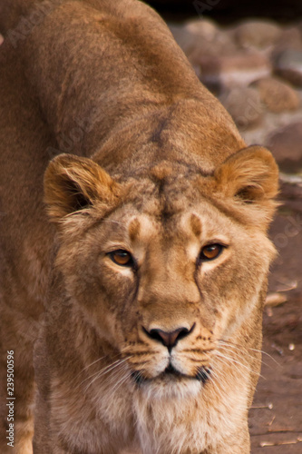 Fototapeta Naklejka Na Ścianę i Meble -  look of a predator is a lioness with clear eyes.