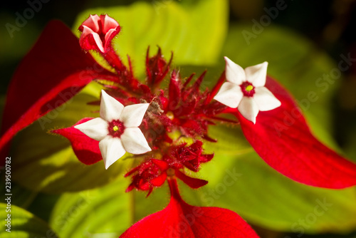 Detail of Mussaenda erythrophylla flower, commonly called Ashanti blood, tropical dogwood and red flag bush, Kenya, East Africa