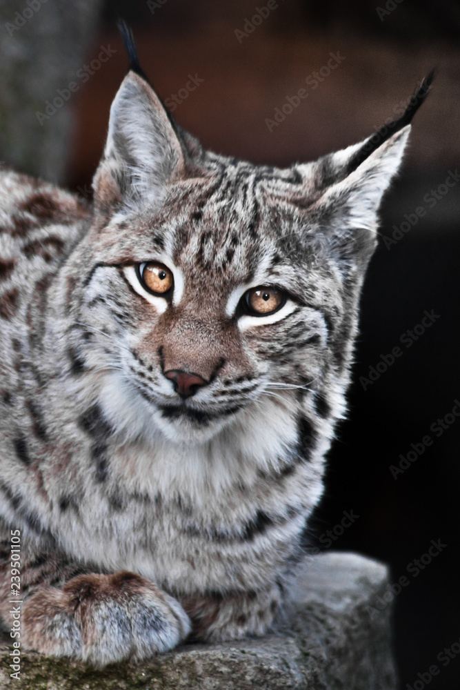 Lynx is a big wild cat ironically looking, dark background Lynx is a big wild cat ironically looking, dark background