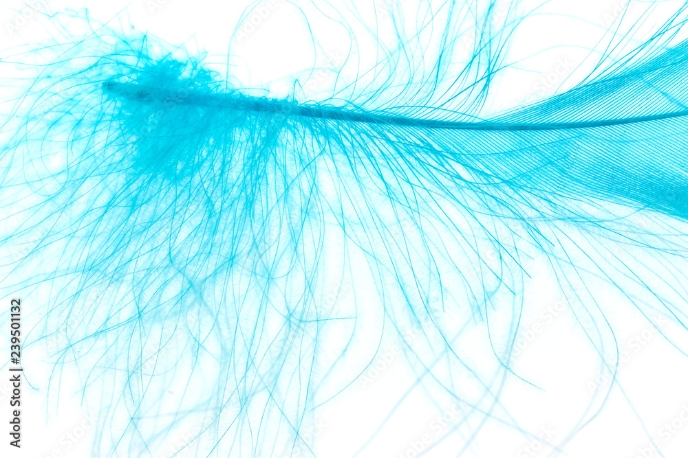 colored feather on white background colored feather on white background