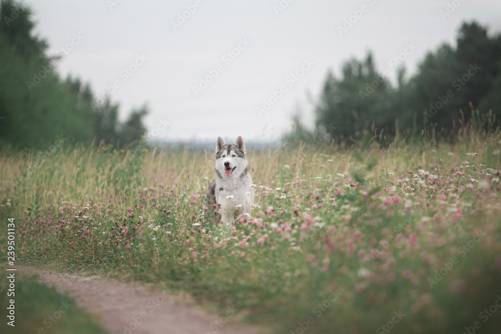 Siberian Husky in flower field