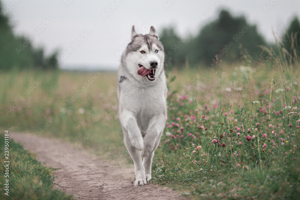 Siberian Husky run  in field