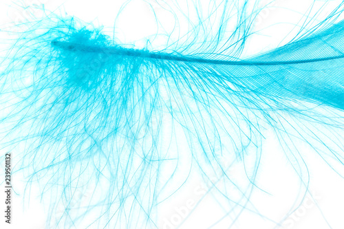 colored feather on white background
