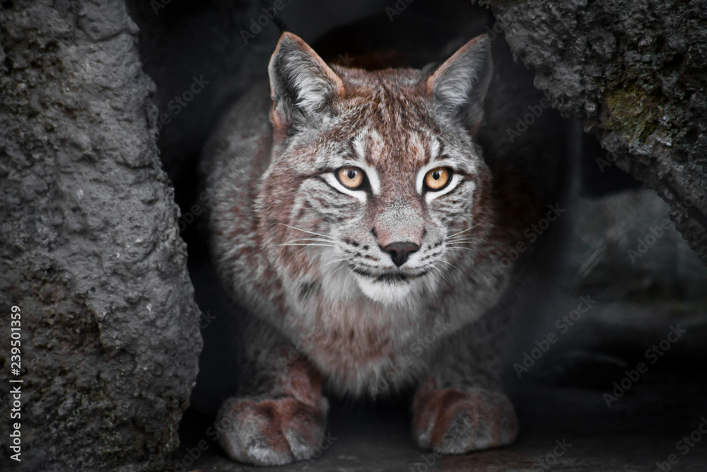 Lynx is a big wild cat ironically looking, dark background Lynx is a big wild cat ironically looking, dark background