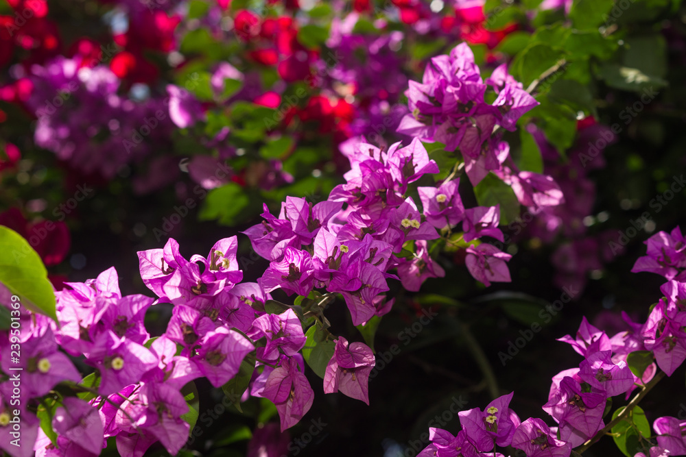Pink Bougainvillea spectabilis plant showing flowers and leaves, Kenya, East Africa