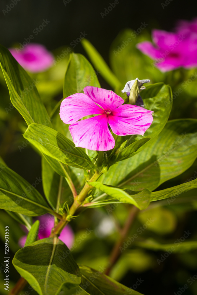 Pink petals of an Impatiens walleriana flower, Kenya, East Africa Pink petals of an Impatiens walleriana flower, Kenya, East Africa