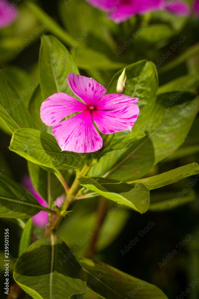 Pink petals of an Impatiens walleriana flower, Kenya, East Africa Pink petals of an Impatiens walleriana flower, Kenya, East Africa
