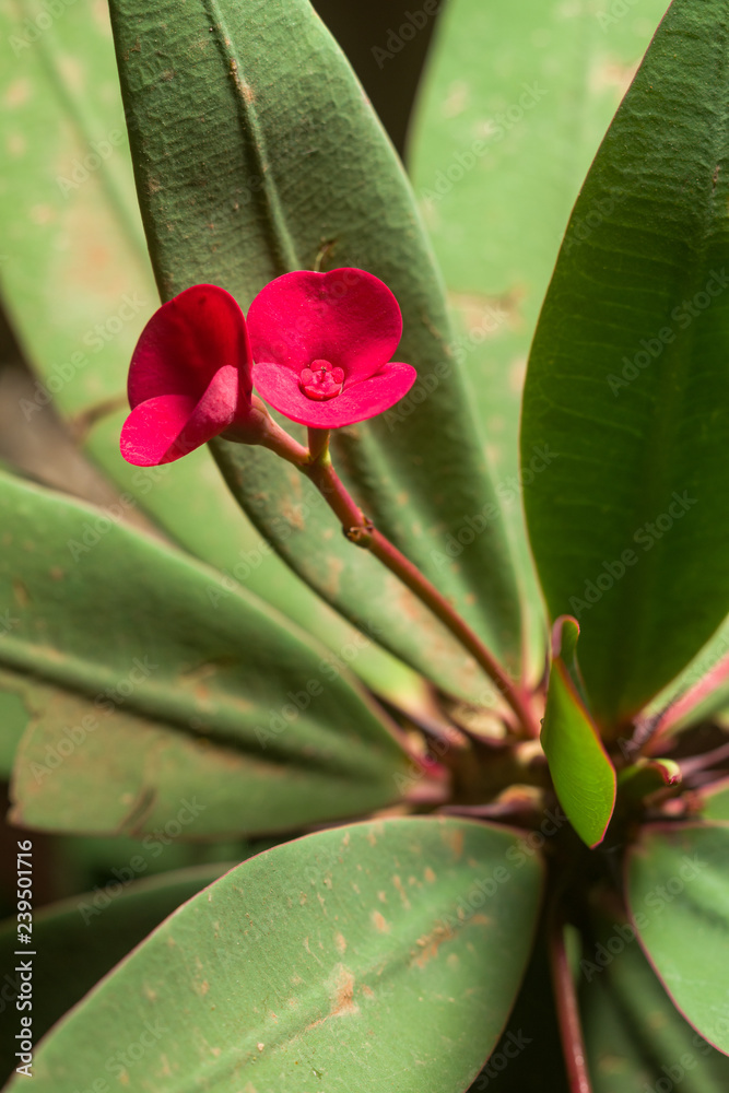 Obraz premium Euphorbia milii, the crown of thorns, Christ plant, or Christ thorn plant showing red flowers, Kenya, East Africa