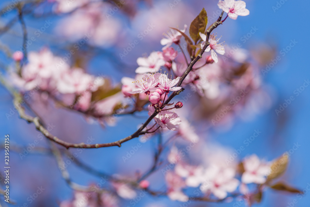 Cherry blossom flowers on branch (Prunus or Sakura) in Spring light Cherry blossom flowers on branch (Prunus or Sakura) in Spring light