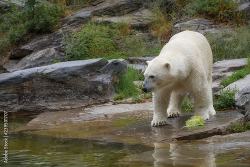 Polar bear stands on the shore the pond. A polar bear is a typical inhabitant of the Arctic