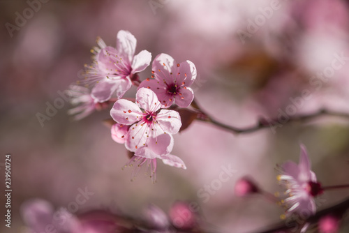 Cherry blossom flowers on branch (Prunus or Sakura) in Spring light