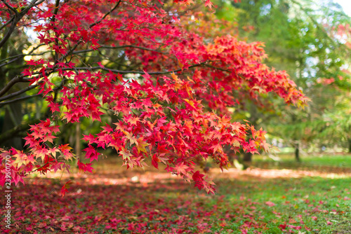 Japanese Maple (Acer palmatum) tree leaves in Autumn colours, United Kingdom
