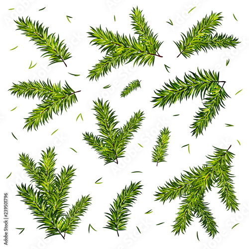 Christmas tree branches set isolated on white background. Vector illustration