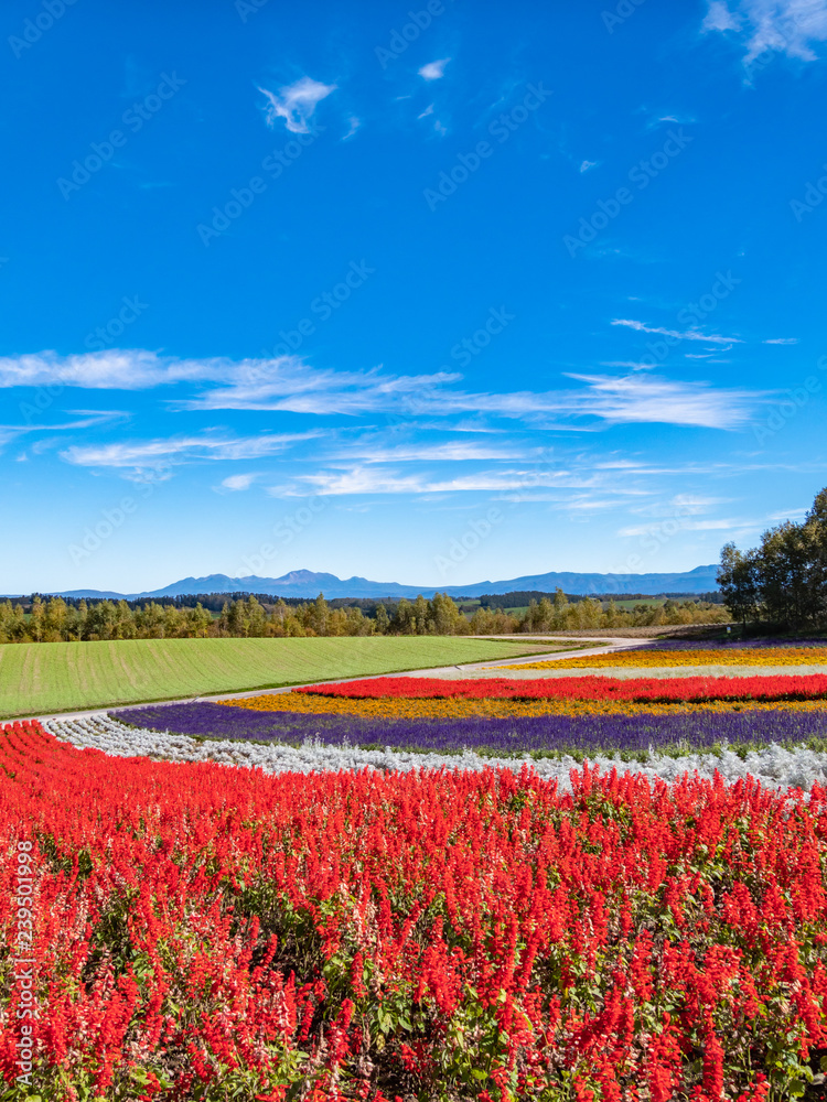 北海道 美瑛町 四季彩の丘 北海道 美瑛町 四季彩の丘