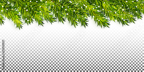 Christmas tree branches frame on transparent background vector