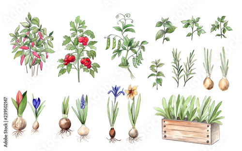 Garden plants, herbs, vegetables and flower bulbs, Watercolor and pencil hand drawn graphics. Isolated plant collection © katedeepomania