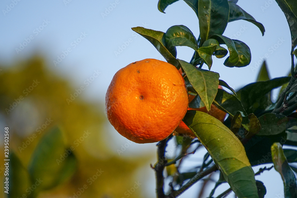 Natural background with sick tangerine and spoiled leaves on blue sky background