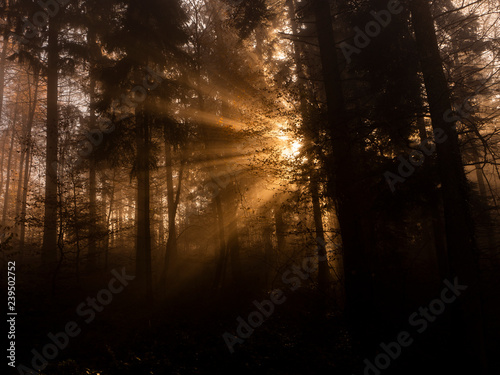 licht im wald mit nebel