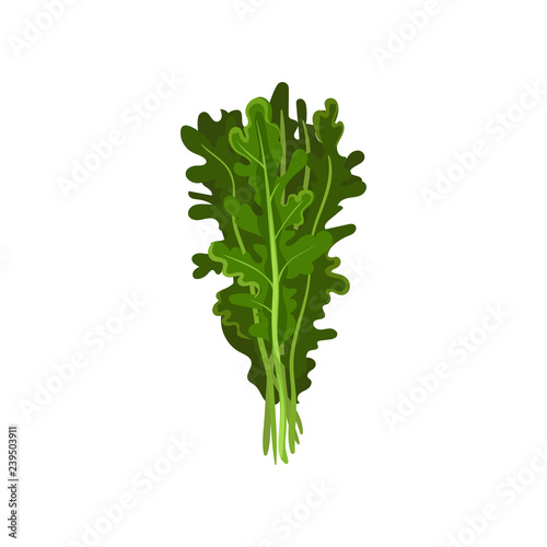 Arugula herb, fresh salad leaves, healthy organic vegetarian food, vector Illustration on a white background