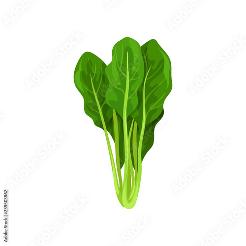 Fresh salad leaves, spinach, healthy organic vegetarian food, vector Illustration on a white background