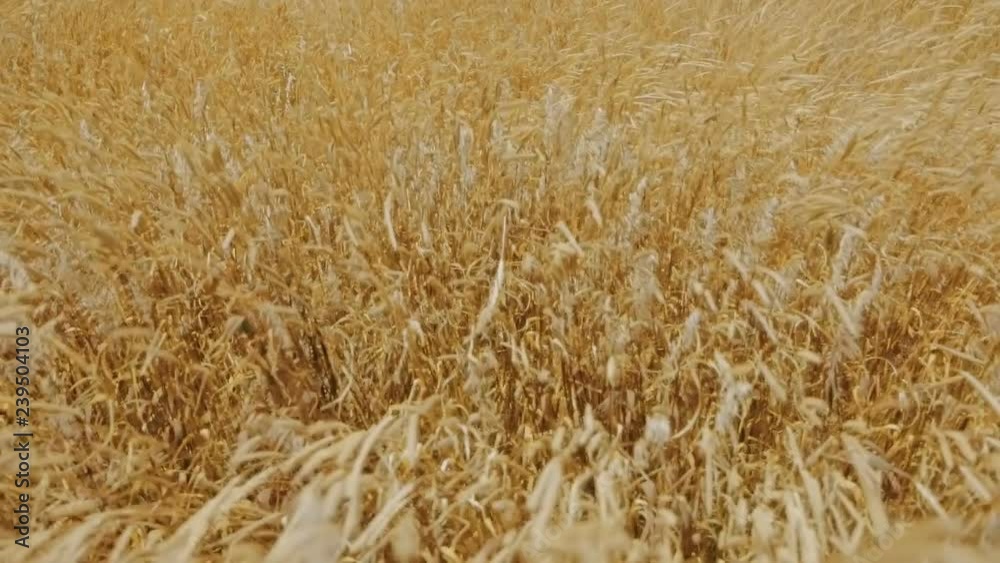 Slow motion of cereal plants swaying in the strong wind Slow motion of cereal plants swaying in the strong wind